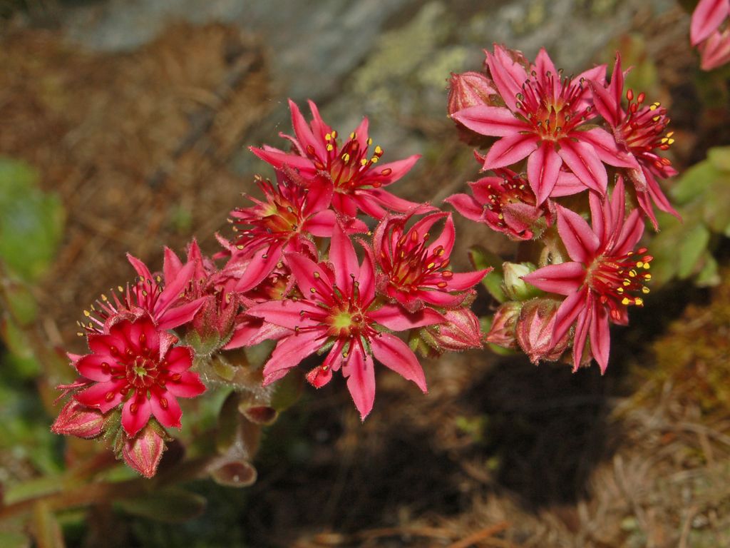 Sempervivum arachnoideum